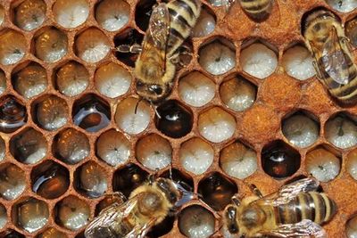 Nieuwe veldproeven tonen effect van stearine in bijenwas op broedsterfte aan style=