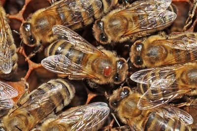 Nieuw onderzoek bewijst het schadelijk effect van het DWV-virus bij honingbijen style=